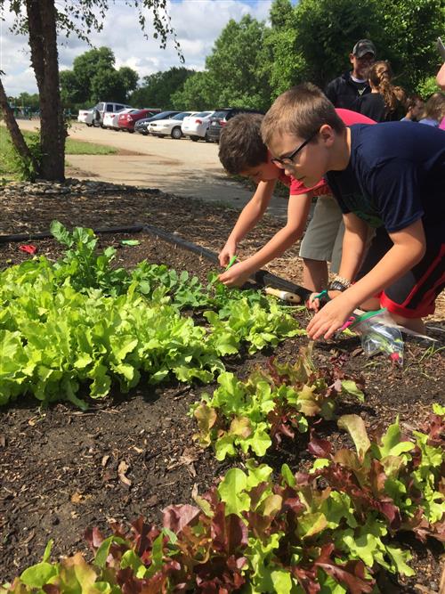 Students harvest lettuce on the last day of school 2017 